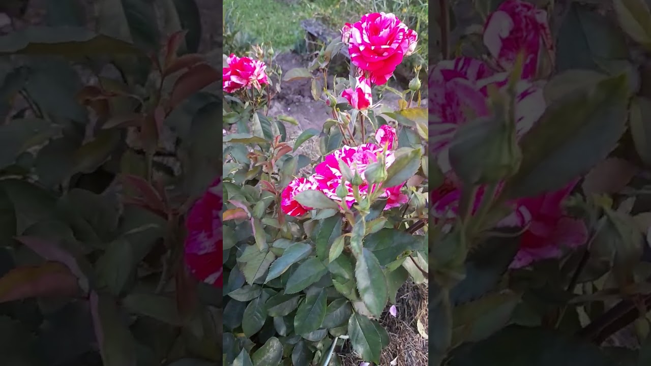 Дача. Мои цветы. Роза шраб Фердинанд Пичард.