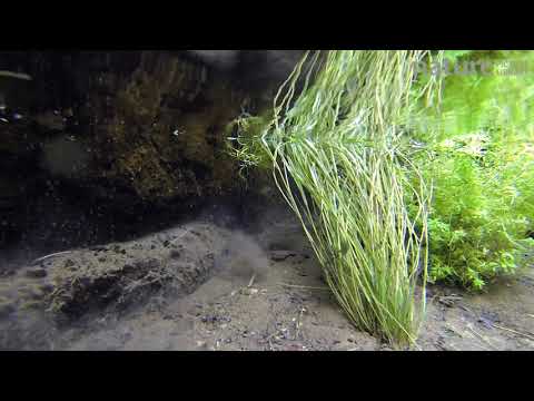 Water vole swimming underwater, dragging nesting material back to its burrow