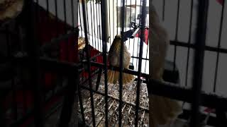 Download lagu merbah lekir selangor mp3 Download lagu merbah lekir selangor mp3
