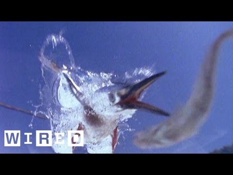 Fish Think They're Safe From Birds But the Kingfisher Is Like LOL | Absurd Creatures