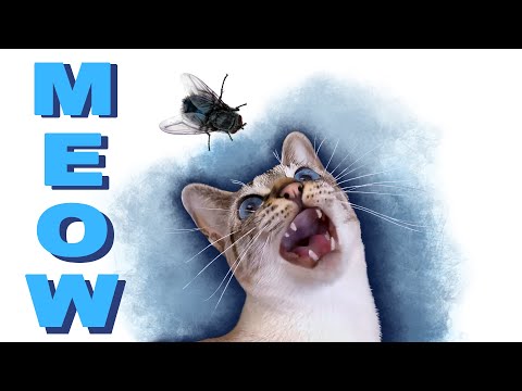 🌀Cat Mia meows funny because of a fly | Cat hunting a fly | Thai cats | Traditional Siamese cats
