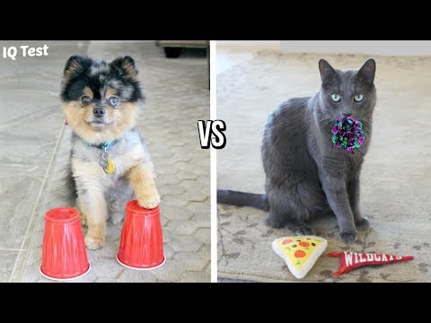 DOG VS CAT IQ TEST | Who is Smarter?