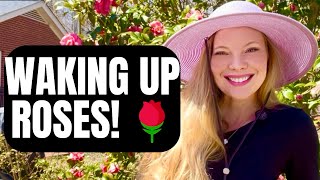 🌹How To Fertilize ROSES for GIANT BLOOMS || Buy Rose-tone Cheaper