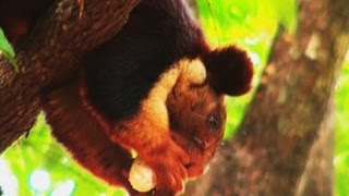 Malabar Giant Squirrel in Wayanad, Kerala