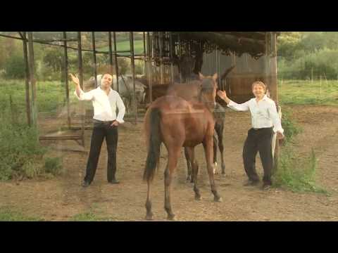 DUO JAMAHA - Kone moje vrané