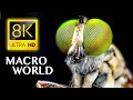 SUPER MACRO WORLD in 8K ULTRA HD