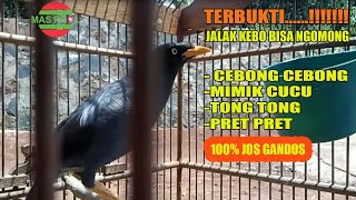Download lagu ASLI DAN NYATA JALAK KEBO BISA NGOMONG .II NYESEL KLO NGK LIHAT mp3 Download lagu ASLI DAN NYATA JALAK KEBO BISA NGOMONG .II NYESEL KLO NGK LIHAT mp3