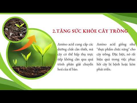 Cùng khám phá "AMINO KẼM" AMINO ACID của nhà One More