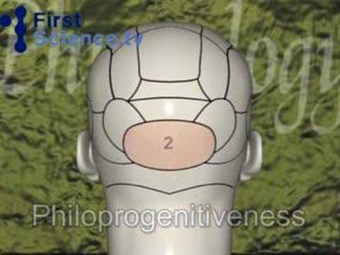 Phrenology - studying the shape of the head