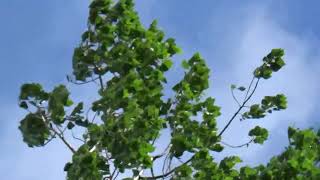 Mark Knopfler, Yon Two Crows + Lyrics below