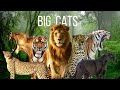 Get To Know 7 Types Of Big Cats The Rulers Of The Jungle