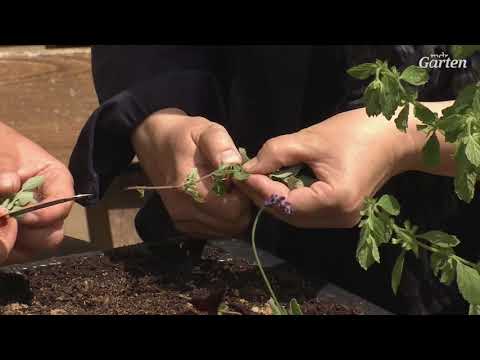 Stauden, Kräuter und Gehölze über Stecklinge vermehren | MDR Garten