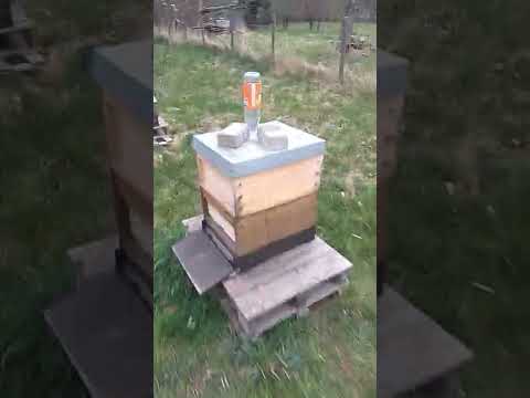 Blühbeginn 2022 Bienen Blühten Birnen