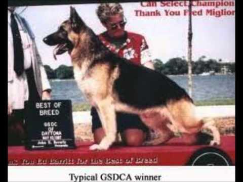 download lagu mp3 mp4 German Shepherd Roach Back, download lagu German Shepherd Roach Back gratis, unduh video klip German Shepherd Roach Back