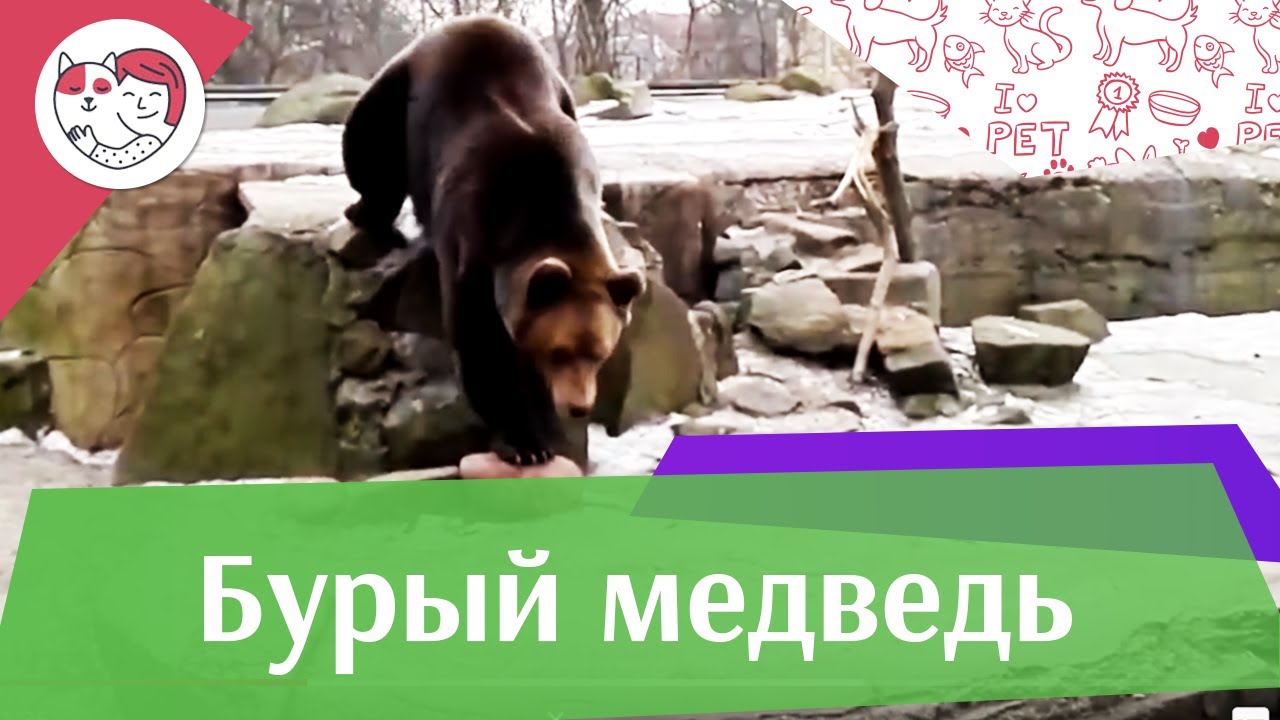 Бурый медведь В цифрах на ilikepet