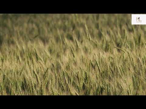 Pakistan's wheat field | Nature lapse | 4k Video