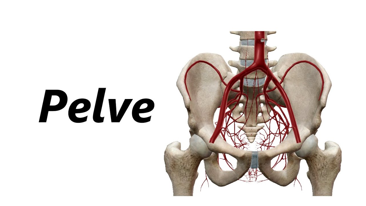 Anatomia das Artérias em 3D - Pelve