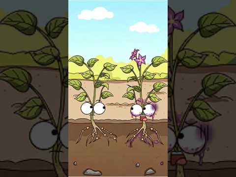 ¿Qué métodos se pueden usar para que las papas crezcan más grandes?#shorts