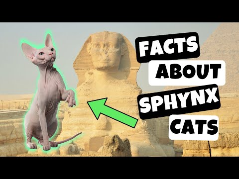 10 Interesting Facts About Sphynx Cats