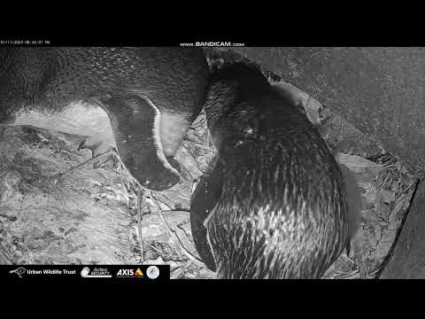 Blue Penguin Nest, Oamaru, New Zealand, 2023/11/01