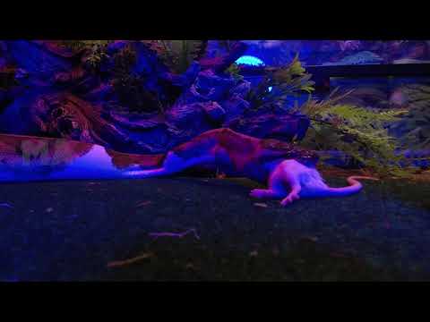 Python-Schlange verschlingt Maus-Lebendfütterung. | Mystische Tiere