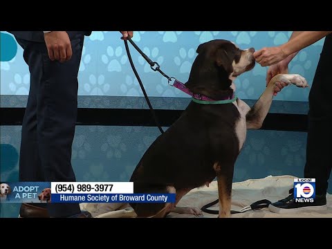 Adopt A Pet: Meet the very cute Elizabeth - YouTube