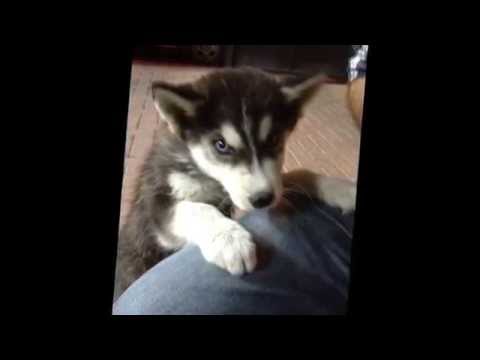 sima my best dog rest in peace