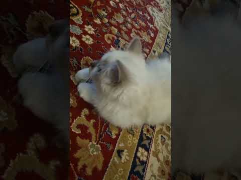 Dr Shaheena: Diabetes Health Coaching to prevent muscle loss