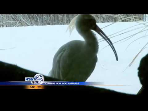 Zoo animals in the winter