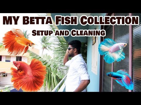 How to - My Betta Fish Collection - Cleaning and setup - Ornamental Fish Aquarium