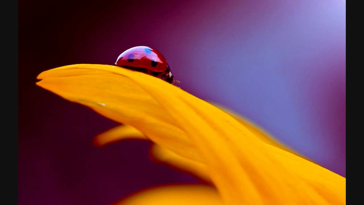 Pehli Baar Milke Lyrics  | Iski Topi Uske Sarr | Arun Bakshi, Prem Chopra | Abhijeet Bhattacharya, Alka Yagnik | Anu Malik