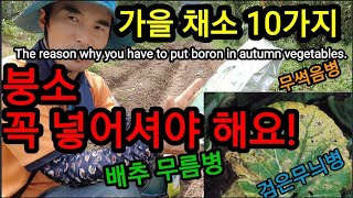 가을에 심는 10가지 채소에 이걸 꼭 넣어셔야 병충해에 강합니다. Fertilizer for autumn v…