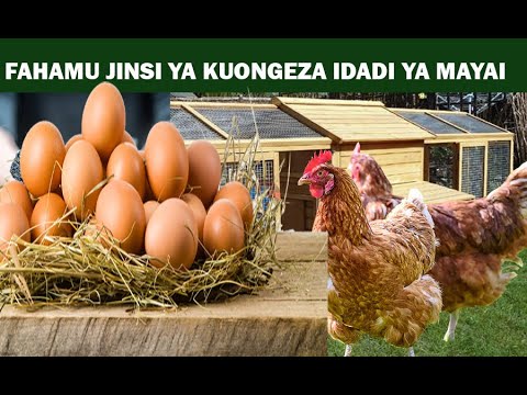 , title : 'Jinsi Ya Kuongeza Utagaji Wa Mayai Kwa Kuku Wako.'