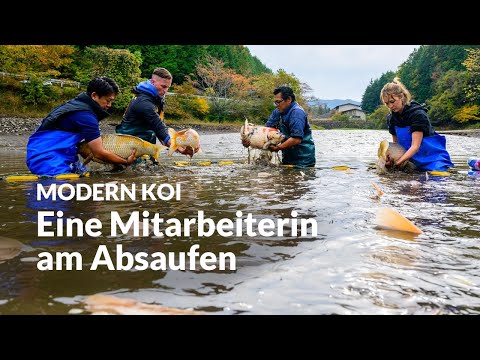 The Ikeage Mizukoshi | Modern Koi Blog Japan #7779