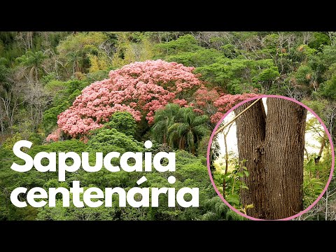 Sapucaia centenária e propriedades nutricionais das castanhas