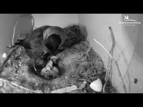 KAUW | van ei tot jonge kauw; samenvatting van het broedseizoen