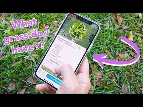The EASIEST Way to Identify Weeds & Plants