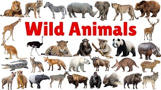 Wild Animals for Kids | Wild Animals vocabulary| wild animal names #animals #wildanimals