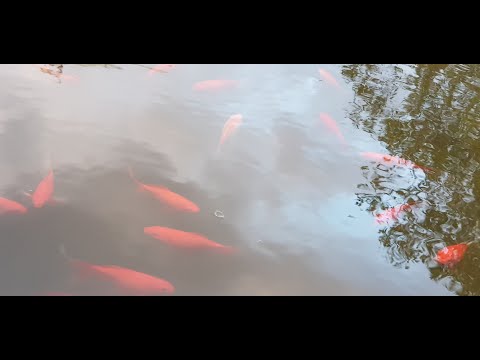 Deepak CHOPRA & Swami Sarvapriyananda about real Self which is pure Consciousness