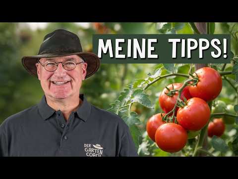 Tomaten: Aussaat bis Pflege – Dein Schritt-für-Schritt-Guide