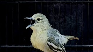 Download lagu 🔴Apapun Jenis Sirtu nya Akan Cepat Gacor mp3