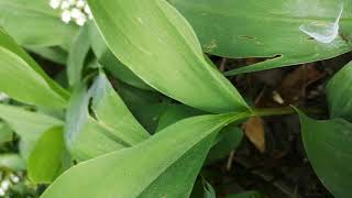Identifying and Differentiating - Wild Garlic and Lily of the Valley.