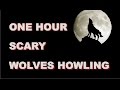 Download Lagu Wolves Howling Sounds  One Hour  HQ Mp3 Free