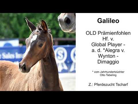 Prämiertes OLD Hengstfohlen von Global Player, Galileo, geboren 20.04.2020