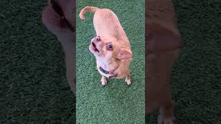 Video preview image #1 Chihuahua Puppy For Sale in Chino Hills, CA, USA