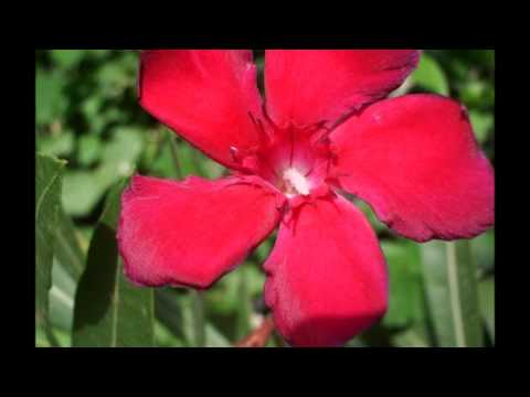 Efrem Marchioretto - PIANO SONATA nr. 5, in E Major, 1° t., interpretation on "Steinway" piano