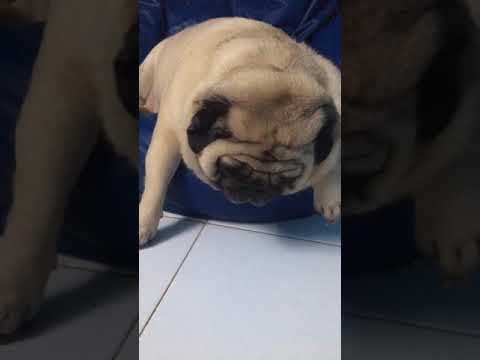 Lazy Alex 🤫🤫🤫😴😴😴😴