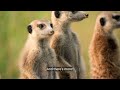 Meerkat Manor Rise Of The Dynasty