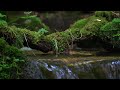 이끼 가득한 계곡의 물소리와 새소리, 영월 상동 이끼계곡 moss valley water sounds