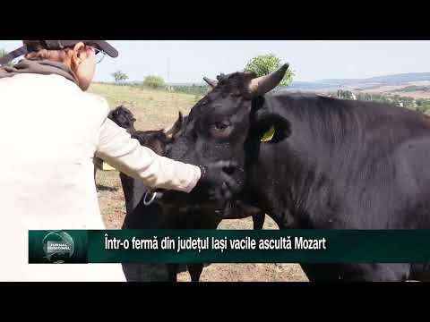 Într-o fermă din județul Iași vacile ascultă Mozart